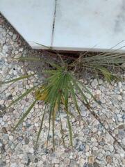 Chamaerops humilis