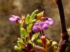 Muraltia dispersa
