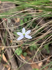 Lobelia pedunculata
