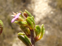 Muraltia dispersa