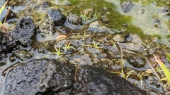 Eriocaulon truncatum