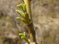 Muraltia dispersa