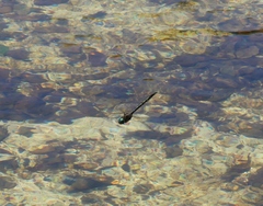 Hemicordulia armstrongi