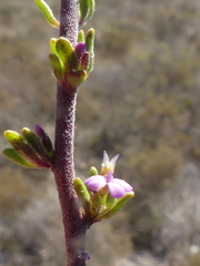 Muraltia dispersa