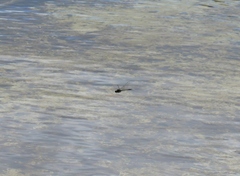 Hemicordulia armstrongi