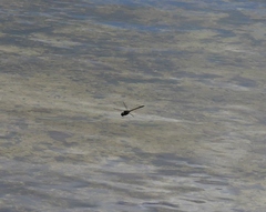 Hemicordulia armstrongi