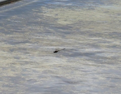 Hemicordulia armstrongi