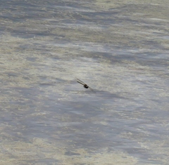 Hemicordulia armstrongi