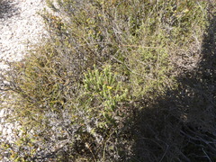 Oedera genistifolia