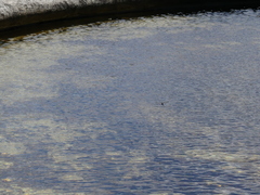 Hemicordulia armstrongi