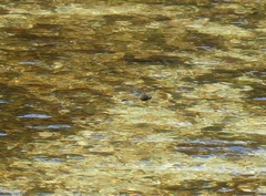 Hemicordulia armstrongi