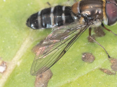 Betasyrphus serarius