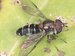 Betasyrphus serarius