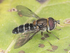 Betasyrphus serarius