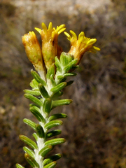 Oedera genistifolia