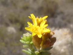 Oedera genistifolia