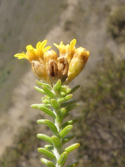 Oedera genistifolia