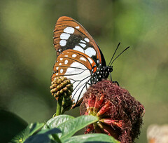 Charaxes wakefieldi