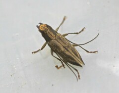 Temnosternus planiusculus