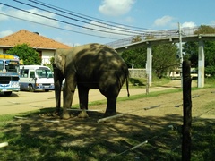 Elephas maximus maximus