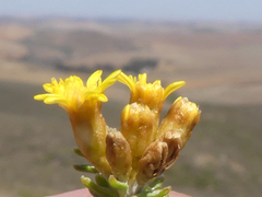 Oedera genistifolia