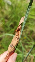 Phonognatha graeffei