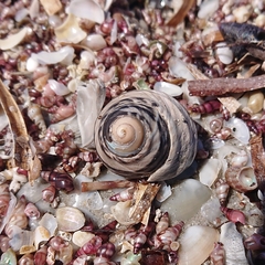 Austrocochlea constricta