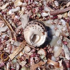 Austrocochlea constricta