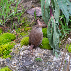 Troglodytes troglodytes