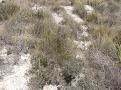 Acmadenia macropetala