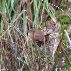 Troglodytes troglodytes