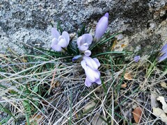Crocus carpetanus