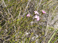 Acmadenia macropetala