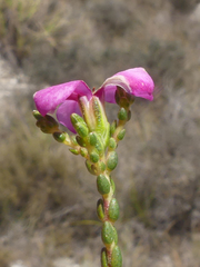 Acmadenia macropetala