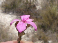 Acmadenia macropetala
