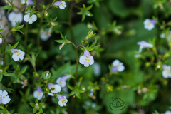 Mazus pumilus