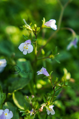Mazus pumilus