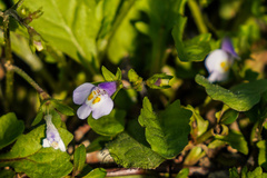 Mazus pumilus