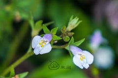 Mazus pumilus