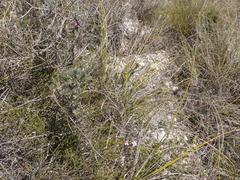 Acmadenia macropetala