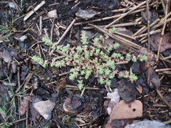 Illecebrum verticillatum