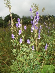Aconitum plicatum