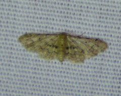 Idaea pervertipennis