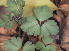 Semiaquilegia adoxoides