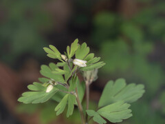 Semiaquilegia adoxoides