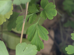 Semiaquilegia adoxoides