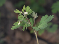 Semiaquilegia adoxoides