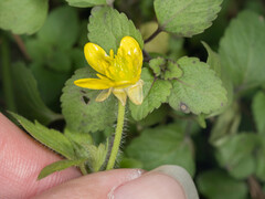 Ranunculus sieboldii