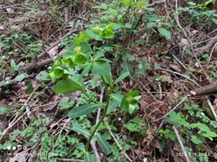 Euphorbia sieboldiana