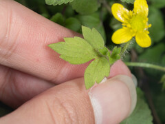 Ranunculus sieboldii